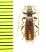 Hybometopia starcki  Russia, Krasnodar reg. - INSECTS-STORE.RU