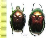 Protaetia angustata  Italy - INSECTS-STORE.RU