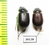 Melolonthinae sp.  Iran, Gilan prov. - INSECTS-STORE.RU