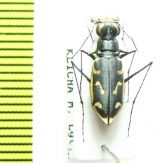 Cicindela macrocnema chevrolati  Costa Rica - INSECTS-STORE.RU