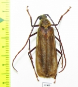 Erioderus sp., male  South Africa Rep. - INSECTS-STORE.RU