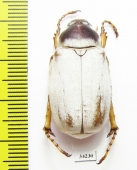 Chioneosoma komarowi nix, male  Uzbekistan - INSECTS-STORE.RU