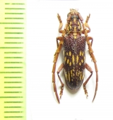 Xoanodera vermiculata  Malaysia, Borneo - INSECTS-STORE.RU