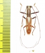 Olenecamptus sp.  Indonesia, Papua - INSECTS-STORE.RU