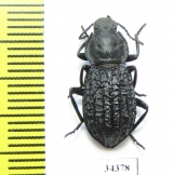 Tenebrionidae sp.  Australia - INSECTS-STORE.RU