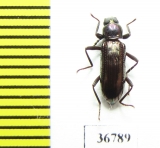 Tenebrionidae sp.  Malaysia, Borneo - INSECTS-STORE.RU