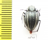 Platyope proctoleuca chinensis  Mongolia - INSECTS-STORE.RU