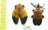 Lycidae sp., pair  Tanzania - INSECTS-STORE.RU
