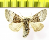 Calocasia coryli  Greece - INSECTS-STORE.RU