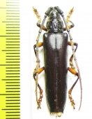 Cerambycidae sp.  Peru - INSECTS-STORE.RU