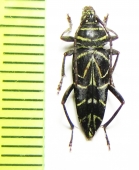 Megacyllene angulata  Peru - INSECTS-STORE.RU