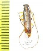 Cerambycidae sp.  Panama - INSECTS-STORE.RU