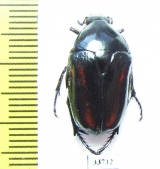 Aphanesthes pullata  Australia - INSECTS-STORE.RU