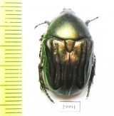 Protaetia bogdanoffi  Tajikistan - INSECTS-STORE.RU