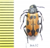 Meloidae sp.  Iran, Lorestan prov. - INSECTS-STORE.RU