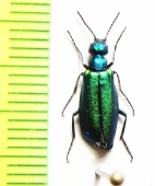 Alosimus armeniacus  Turkey - INSECTS-STORE.RU