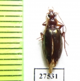 Carabidae sp.  Madagascar - INSECTS-STORE.RU