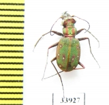 Cicindela maroccana  Morocco - INSECTS-STORE.RU