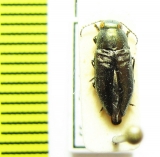 Phaenops sumpuosa  France - INSECTS-STORE.RU