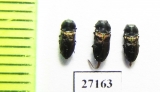 Anthaxia myrmidon  Turkey - INSECTS-STORE.RU