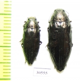 Buprestis maculativentris, pair  Canada - INSECTS-STORE.RU