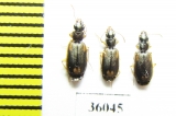 Carabidae sp.  Thailand - INSECTS-STORE.RU