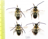 Hymenoptera sp.  Russia, Tver reg. - INSECTS-STORE.RU