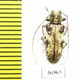 Cerambycidae sp.  South Africa Rep. - INSECTS-STORE.RU