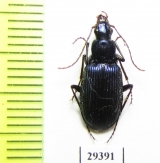 Carabidae sp.  Iran, Sistan prov. - INSECTS-STORE.RU