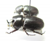 Dynastinae sp., pair  Malaysia, Borneo - INSECTS-STORE.RU