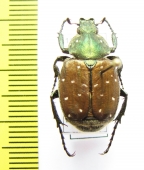 Gnorimus subopacus, male  Russia, Far East - INSECTS-STORE.RU