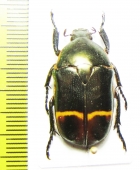 Plaesiorrhina watkinsiana  Congo - INSECTS-STORE.RU