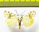 Noctuidae sp.  Bolivia - INSECTS-STORE.RU