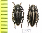 Dorcadion holosericeum tristriatum, pair  Russia, Krasnodar reg. - INSECTS-STORE.RU