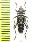 Megacyllene sp.  Peru - INSECTS-STORE.RU