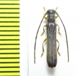 Oberea morio  Russia, Far East - INSECTS-STORE.RU