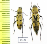 Chlorophorus glabromaculatus  France - INSECTS-STORE.RU