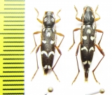 Isotomus speciosus  Russia, Krasnodar reg. - INSECTS-STORE.RU