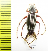 Macrodactylini sp.  Ecuador - INSECTS-STORE.RU