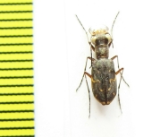 Cicindelinae sp.  Peru - INSECTS-STORE.RU