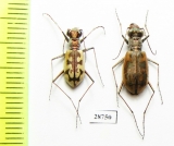 Cephalota elegans v. volgensis, pair  Russia, Astrakhan reg. - INSECTS-STORE.RU