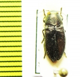 Phaenops sumpuosa  France - INSECTS-STORE.RU