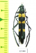 Cerambycidae sp.  South Africa Rep. - INSECTS-STORE.RU
