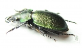 Callisthenes reticulatus earinus, male  Kazakhstan - INSECTS-STORE.RU