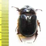 Parisomorphus niger  Madagascar - INSECTS-STORE.RU