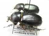 Dynastinae sp., pair  Ecuador - INSECTS-STORE.RU