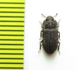 Trachypholis sp.  India - INSECTS-STORE.RU