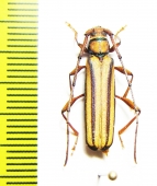 Xystrocera sp.  Malaysia, Borneo - INSECTS-STORE.RU