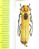 Linda nigroscutata  Laos - INSECTS-STORE.RU