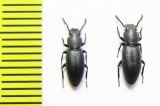 Hyperops sp., pair  India - INSECTS-STORE.RU